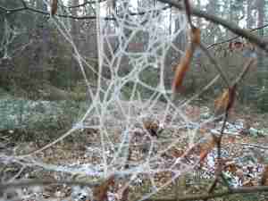 ein Spinnennetz mitten im Winter aufgenommen