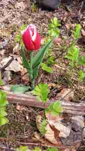 eine Tulpe hat es durch den Waldboden geschafft-toll sieht das aus!
